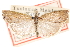  ( - CCDB-28957-C08)  @11 [ ] CreativeCommons - Attribution (2016) CBG Photography Group Centre for Biodiversity Genomics