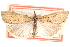  ( - CCDB-28957-C09)  @11 [ ] CreativeCommons - Attribution (2016) CBG Photography Group Centre for Biodiversity Genomics