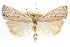  ( - CCDB-28957-C12)  @11 [ ] CreativeCommons - Attribution (2016) CBG Photography Group Centre for Biodiversity Genomics