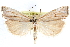  ( - CCDB-28957-D01)  @15 [ ] CreativeCommons - Attribution (2016) CBG Photography Group Centre for Biodiversity Genomics