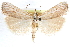  ( - CCDB-28957-D02)  @11 [ ] CreativeCommons - Attribution (2016) CBG Photography Group Centre for Biodiversity Genomics