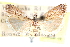  ( - CCDB-28957-D08)  @11 [ ] CreativeCommons - Attribution (2016) CBG Photography Group Centre for Biodiversity Genomics