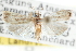  ( - CCDB-28957-D10)  @11 [ ] CreativeCommons - Attribution (2016) CBG Photography Group Centre for Biodiversity Genomics