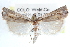  ( - CCDB-28957-E08)  @12 [ ] CreativeCommons - Attribution (2016) CBG Photography Group Centre for Biodiversity Genomics