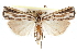  (Thaumatopsis bolterellus - CCDB-28957-F07)  @11 [ ] CreativeCommons - Attribution (2016) CBG Photography Group Centre for Biodiversity Genomics