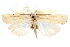  ( - CCDB-28957-F12)  @11 [ ] CreativeCommons - Attribution (2016) CBG Photography Group Centre for Biodiversity Genomics