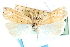  ( - CCDB-28957-G01)  @11 [ ] CreativeCommons - Attribution (2016) CBG Photography Group Centre for Biodiversity Genomics