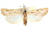  ( - CCDB-28957-G02)  @11 [ ] CreativeCommons - Attribution (2016) CBG Photography Group Centre for Biodiversity Genomics