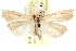  ( - CCDB-28957-G03)  @11 [ ] CreativeCommons - Attribution (2016) CBG Photography Group Centre for Biodiversity Genomics