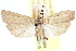  ( - CCDB-28957-G04)  @11 [ ] CreativeCommons - Attribution (2016) CBG Photography Group Centre for Biodiversity Genomics