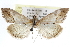 ( - CCDB-28958-B12)  @11 [ ] CreativeCommons - Attribution (2016) CBG Photography Group Centre for Biodiversity Genomics