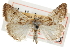  ( - CCDB-28958-C11)  @11 [ ] CreativeCommons - Attribution (2016) CBG Photography Group Centre for Biodiversity Genomics