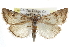  ( - CCDB-28958-D01)  @14 [ ] CreativeCommons - Attribution (2016) CBG Photography Group Centre for Biodiversity Genomics
