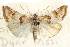  ( - CCDB-28958-D02)  @11 [ ] CreativeCommons - Attribution (2016) CBG Photography Group Centre for Biodiversity Genomics