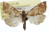  ( - CCDB-28958-E10)  @11 [ ] CreativeCommons - Attribution (2016) CBG Photography Group Centre for Biodiversity Genomics