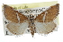  ( - CCDB-28958-E11)  @11 [ ] CreativeCommons - Attribution (2016) CBG Photography Group Centre for Biodiversity Genomics