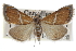  ( - CCDB-28958-E12)  @11 [ ] CreativeCommons - Attribution (2016) CBG Photography Group Centre for Biodiversity Genomics