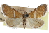  ( - CCDB-28958-F01)  @11 [ ] CreativeCommons - Attribution (2016) CBG Photography Group Centre for Biodiversity Genomics