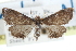  ( - CCDB-28958-F11)  @11 [ ] CreativeCommons - Attribution (2016) CBG Photography Group Centre for Biodiversity Genomics