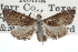 ( - CCDB-28958-F12)  @11 [ ] CreativeCommons - Attribution (2016) CBG Photography Group Centre for Biodiversity Genomics