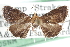 ( - CCDB-28958-G01)  @11 [ ] CreativeCommons - Attribution (2016) CBG Photography Group Centre for Biodiversity Genomics