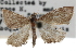  ( - CCDB-28958-H08)  @11 [ ] CreativeCommons - Attribution (2016) CBG Photography Group Centre for Biodiversity Genomics