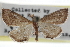  ( - CCDB-28958-H09)  @11 [ ] CreativeCommons - Attribution (2016) CBG Photography Group Centre for Biodiversity Genomics