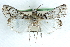 ( - CCDB-28959-A06)  @11 [ ] CreativeCommons - Attribution (2016) CBG Photography Group Centre for Biodiversity Genomics