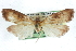  ( - CCDB-28959-A09)  @14 [ ] CreativeCommons - Attribution (2016) CBG Photography Group Centre for Biodiversity Genomics