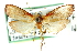  ( - CCDB-28959-A10)  @14 [ ] CreativeCommons - Attribution (2016) CBG Photography Group Centre for Biodiversity Genomics