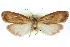  ( - CCDB-28959-B01)  @11 [ ] CreativeCommons - Attribution (2016) CBG Photography Group Centre for Biodiversity Genomics