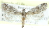  ( - CCDB-28959-B08)  @11 [ ] CreativeCommons - Attribution (2016) CBG Photography Group Centre for Biodiversity Genomics
