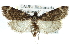  ( - CCDB-28959-E04)  @15 [ ] CreativeCommons - Attribution (2016) CBG Photography Group Centre for Biodiversity Genomics