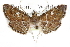  ( - CCDB-28960-A02)  @11 [ ] CreativeCommons - Attribution (2016) CBG Photography Group Centre for Biodiversity Genomics