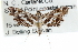  ( - CCDB-28960-G01)  @11 [ ] CreativeCommons - Attribution (2016) CBG Photography Group Centre for Biodiversity Genomics