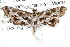  ( - CCDB-28960-G03)  @11 [ ] CreativeCommons - Attribution (2016) CBG Photography Group Centre for Biodiversity Genomics