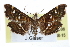  ( - CCDB-28960-G06)  @13 [ ] CreativeCommons - Attribution (2016) CBG Photography Group Centre for Biodiversity Genomics