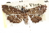  ( - CCDB-28960-G10)  @11 [ ] CreativeCommons - Attribution (2016) CBG Photography Group Centre for Biodiversity Genomics
