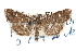  ( - CCDB-28960-G11)  @11 [ ] CreativeCommons - Attribution (2016) CBG Photography Group Centre for Biodiversity Genomics