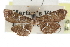  ( - CCDB-28960-G12)  @11 [ ] CreativeCommons - Attribution (2016) CBG Photography Group Centre for Biodiversity Genomics