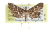  ( - CCDB-28960-H02)  @14 [ ] CreativeCommons - Attribution (2016) CBG Photography Group Centre for Biodiversity Genomics