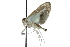  ( - CCDB-28961-A03)  @11 [ ] CreativeCommons - Attribution (2016) CBG Photography Group Centre for Biodiversity Genomics