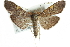  (Omiodes simialis - CCDB-28961-B02)  @15 [ ] CreativeCommons - Attribution (2016) CBG Photography Group Centre for Biodiversity Genomics