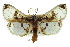  (Compacta hirtaloidalis - CCDB-28961-C06)  @11 [ ] CreativeCommons - Attribution (2016) CBG Photography Group Centre for Biodiversity Genomics