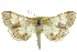  ( - CCDB-28961-C10)  @11 [ ] CreativeCommons - Attribution (2016) CBG Photography Group Centre for Biodiversity Genomics