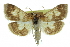  ( - CCDB-28961-C11)  @11 [ ] CreativeCommons - Attribution (2016) CBG Photography Group Centre for Biodiversity Genomics