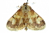  ( - CCDB-28961-D01)  @11 [ ] CreativeCommons - Attribution (2016) CBG Photography Group Centre for Biodiversity Genomics