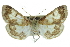  ( - CCDB-28961-D03)  @11 [ ] CreativeCommons - Attribution (2016) CBG Photography Group Centre for Biodiversity Genomics