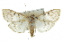  ( - CCDB-28961-D10)  @11 [ ] CreativeCommons - Attribution (2016) CBG Photography Group Centre for Biodiversity Genomics