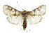  ( - CCDB-28961-D11)  @11 [ ] CreativeCommons - Attribution (2016) CBG Photography Group Centre for Biodiversity Genomics